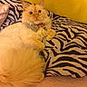 cat, fluffy, bow_tie, zebra_pattern, pillow, yellow_wall, indoor, pet, feline, cute, relaxed, fur, orange_tint, looking_up, closeup, domestic_animal, bed, soft, whiskers, portrait