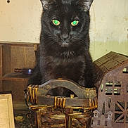 Onyx is registered to the contest to win money with this photo: animal, basket, black_cat, cat, closeup, cozy, cute, decor, domestic_cat, feline, furniture, green_eyes, indoor, metal, pet, portrait, rustic, sitting, table, wooden