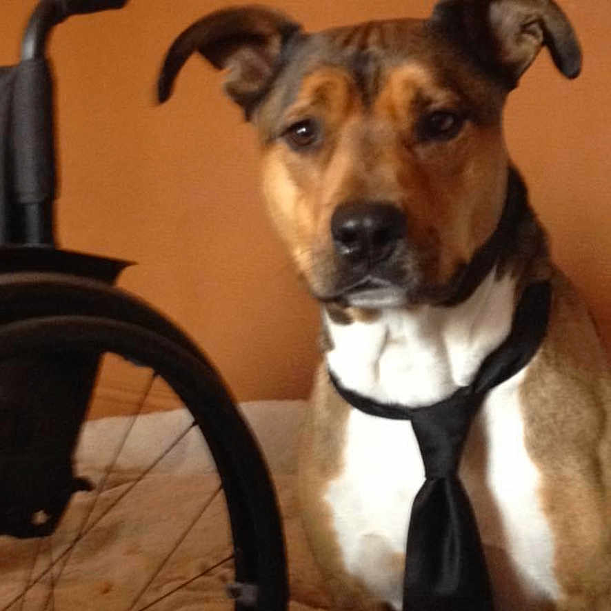 Taliban a rejoint le concours — aidez-le/la à gagner de superbes lots ! accessories, animal, bicycle, bulldog, canine, chair, dog, face, formalwear, furniture, hound, machine, pet, puppy, spoke, strap, tie, transportation, vehicle, wheel