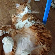 Garfield a rejoint le concours — aidez-le/la à gagner de superbes lots ! cat, orange_cat, white_cat, fluffy_fur, lying_down, wooden_floor, blue_chair, indoor, pet, relaxed, cozy, feline, whiskers, paw, fur, animal, domestic, cute, resting, sideways_gaze