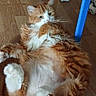 cat, orange_cat, white_cat, fluffy_fur, lying_down, wooden_floor, blue_chair, indoor, pet, relaxed, cozy, feline, whiskers, paw, fur, animal, domestic, cute, resting, sideways_gaze