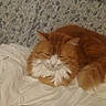 Garfield participe au concours pour gagner de l'argent avec cette photo : abyssinian, animal, bed, bedroom, blanket, cat, couch, cushion, furniture, homedecor, indoors, kitten, linen, manx, person, pet, quilt, room, sleeping, wood