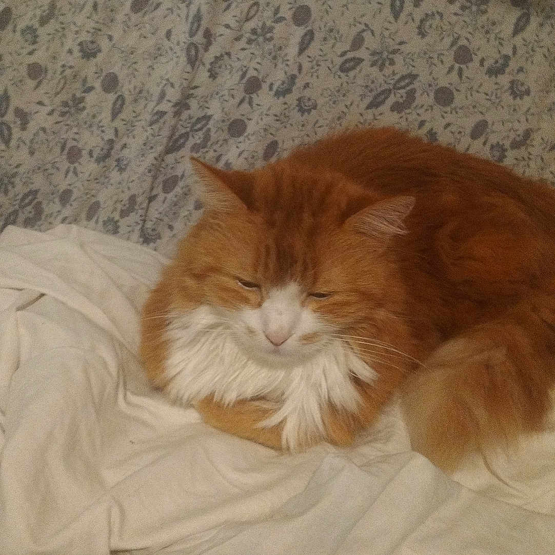 Garfield