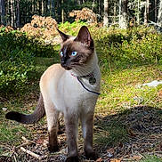 Malow is registered to the contest to win money with this photo: alert, animal, blue_eyes, cat, collar, forest, fur, greenery, ground, leaf_litter, mammal, nature, outdoor, pet, siamese_cat, standing, sunlight, tree_trunk, whiskers, wildlife
