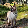 alert, animal, blue_eyes, cat, collar, forest, fur, greenery, ground, leaf_litter, mammal, nature, outdoor, pet, siamese_cat, standing, sunlight, tree_trunk, whiskers, wildlife