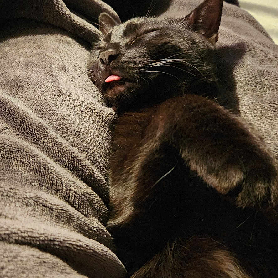 Bones is registered to the contest to win money with this photo: animal, black_cat, blanket, cat, closeup, comfort, cozy, cute, fur, human_feet, indoor, nap, paw, pet, relaxing, resting, sleeping, soft_texture, tongue_out, warm