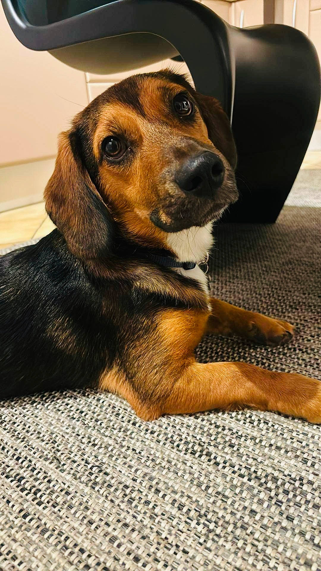 Hubert a rejoint le concours — aidez-le/la à gagner de superbes lots ! canidae, carnivore, collar, companion_dog, dog, dog_breed, fawn, flooring, fur, hat, hound, hunting_dog, liver, pet_supply, puppy, sporting_group, vehicle, whiskers, working_animal, working_dog