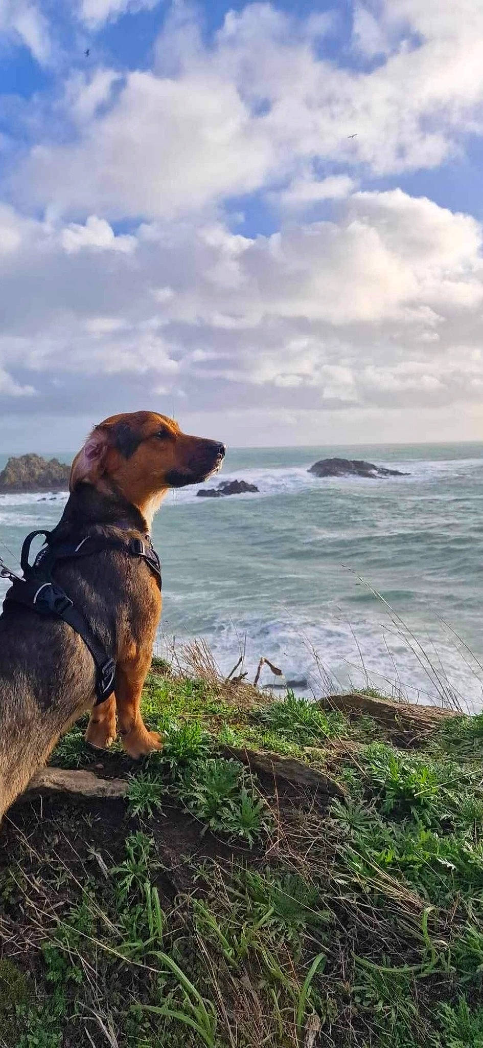 Hubert participe au concours pour gagner de l'argent avec cette photo : beach, canidae, carnivore, cloud, collar, dog, dog_breed, fawn, grass, horizon, lake, landscape, ocean, plant, rock, sky, sporting_group, water, wind_wave, wood
