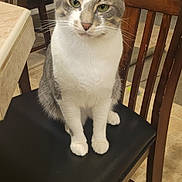 Cucho is registered to the contest to win money with this photo: black_seat, cat, chair, closeup, curtain, dining_chair, domestic_cat, fur, green_eyes, home_interior, indoor, lamp, looking_at_camera, paws, pet, sitting, table, tile_floor, whiskers, wooden_furniture