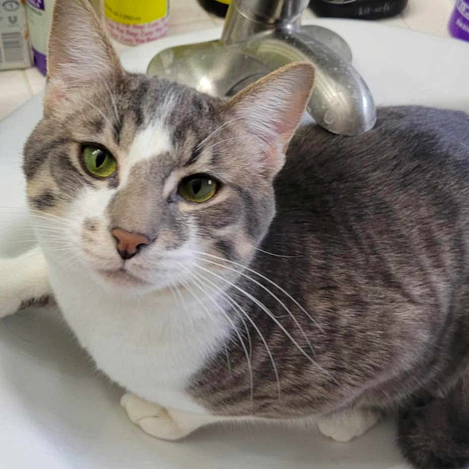 Cucho joined the competition — help win amazing prizes! adorable, bathroom, bottle, cat, ceramic_sink, close_up, countertop, domestic_cat, faucet, gray_white_fur, green_eyes, grooming_products, indoor, looking_up, pet, sink, sitting, tabby_cat, toiletries, whiskers