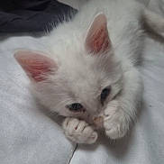 Bounty a rejoint le concours — aidez-le/la à gagner de superbes lots ! cat, kitten, white_cat, sleeping, lying_down, paws, fur, whiskers, ears, eyes, indoor, bedroom, blanket, bedding, cozy, cute, relaxed, pet, portrait, close_up