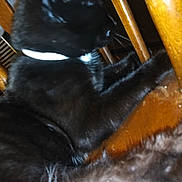 Ash is registered to the contest to win money with this photo: animal, black_cat, black_fur, blanket, cat, chair, close_up, collar, cozy, feline, fur, indoor, lounging, pet, portrait, resting, shiny_fur, whiskers, white_patch, wooden_furniture