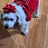 dog, small_dog, white_dog, pet, indoor, wooden_floor, red_sweater, red_bow, festive, holiday, cute, fur, animal, companion, domestic_animal, looking, standing, curious, winter_clothing, holiday_outfit
