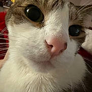 Sushi Roll joined the competition — help win amazing prizes! animal, cat, close_up, closeup, curious, cute, domestic_cat, eyes, face, feline, fur, indoor, mammal, pet, pink_nose, portrait, soft_lighting, tabby, whiskers, white_fur
