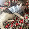 Sushi Roll joined the competition — help win amazing prizes! cat, feline, pet, animal, portrait, striped_shirt, clothing, blue, white, brown, green_eyes, whiskers, ears, paws, lying_down, indoors, blanket, leopard_print, roses, cozy