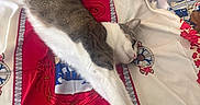 Sushi Roll joined the competition — help win amazing prizes! cat, gray_cat, white_cat, sleeping, lying_down, stretched_out, paw, whiskers, ears, fur, pet, bed, bedspread, blanket, colorful, patterned, paris, indoors, cozy, relaxed