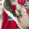 cat, gray_cat, white_cat, sleeping, lying_down, stretched_out, paw, whiskers, ears, fur, pet, bed, bedspread, blanket, colorful, patterned, paris, indoors, cozy, relaxed