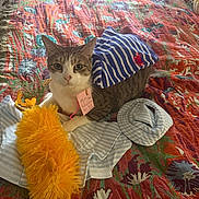 Sushi Roll joined the competition — help win amazing prizes! cat, pet, animal, portrait, sitting, indoors, bed, quilt, colorful, fabric, striped_clothing, costume, toy, orange_toy, fluffy, handwritten_tag, blue, white, gray, patterned_background