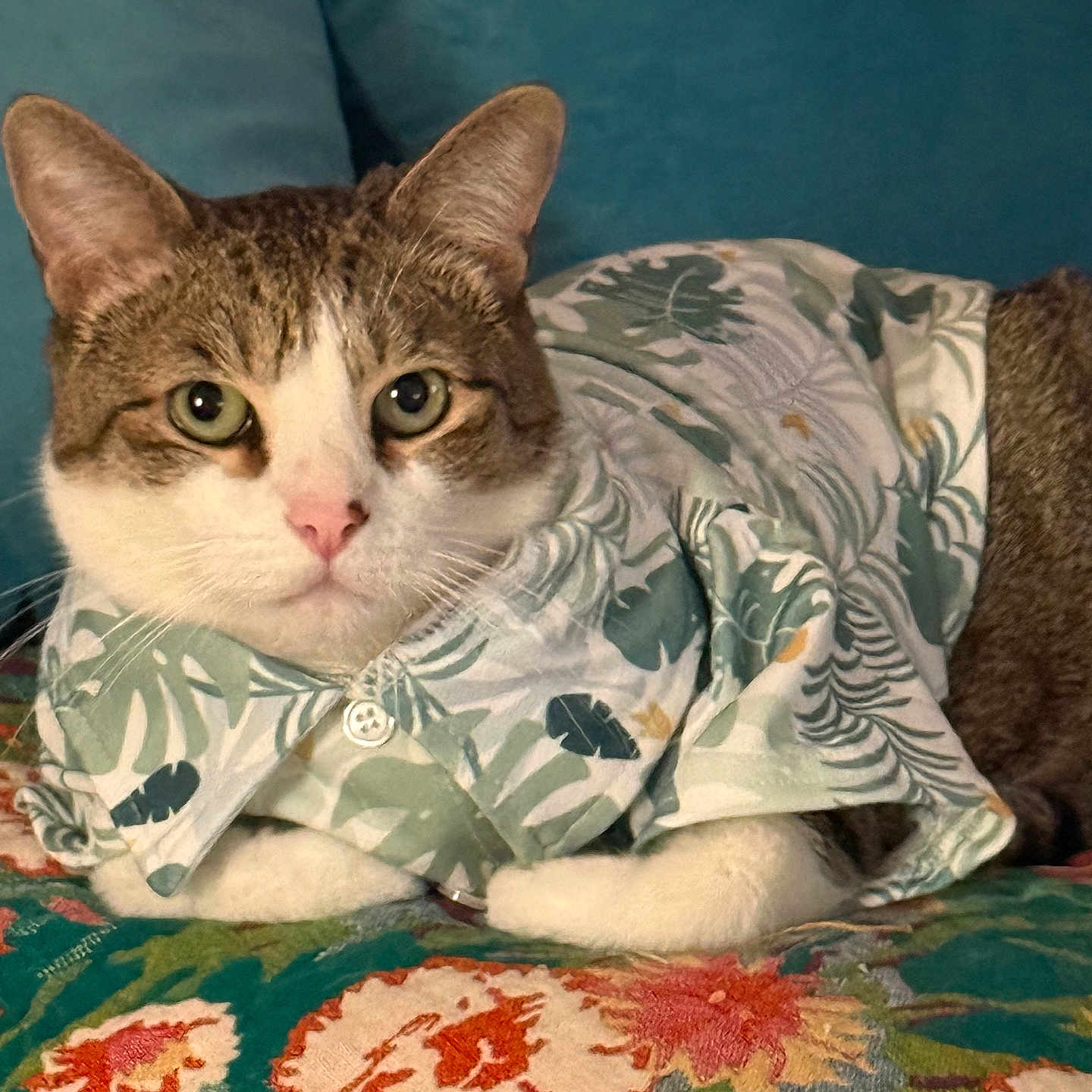Sushi Roll