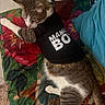 Sushi Roll is registered to the contest to win money with this photo: cat, kitten, pet, animal, tabby, white_paws, short_hair, sleepy, lying_down, shirt, clothing, black_shirt, text_on_clothing, colorful_blanket, floral_pattern, bed, indoor, cozy, portrait, whiskers