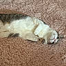 Sushi Roll is registered to the contest to win money with this photo: animal, cat, cozy, cute, domestic_cat, feline, fluffy_rug, fur, gray_fur, indoor, lying_down, paw, pet, pink_rug, relaxed, resting, soft_texture, tabby, whiskers, white_fur