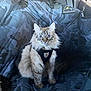 cat, fluffy, harness, wide_eyes, car_seat, seat_cover, camo_pattern, pet, indoor, animal, feline, sitting, alert, fur, whiskers, ears, cute, domestic_animal, transport, vehicle