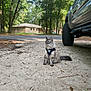 Katie is registered to the contest to win money with this photo: cat, animal, pet, outdoor, forest, trees, car, truck, sand, road, harness, nature, daylight, residential, house, leaf, fur, sitting, quiet, sunlight