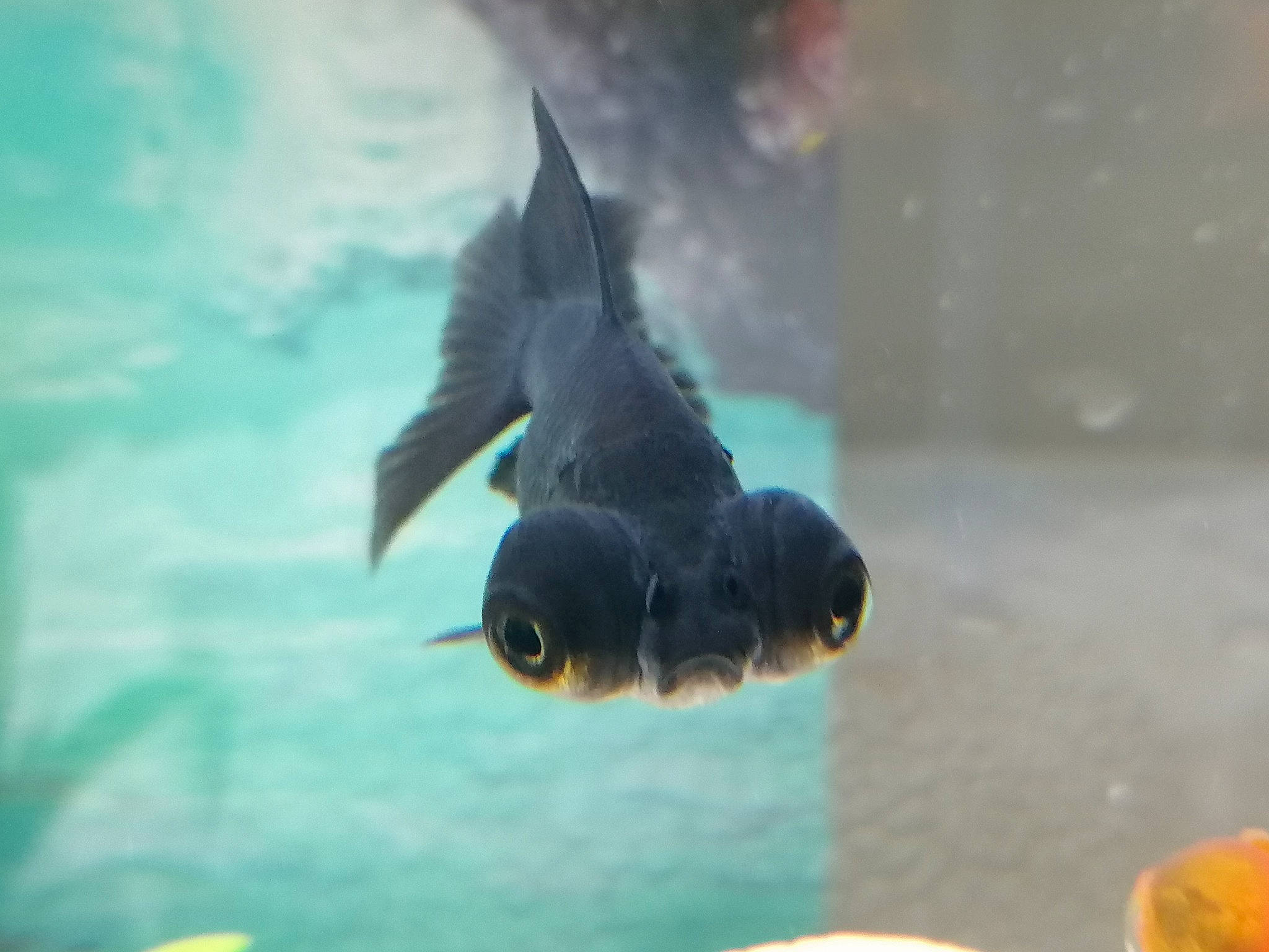 Bob a rejoint le concours — aidez-le/la à gagner de superbes lots ! aquarium, fin, fish, marine_biology, organism, tail