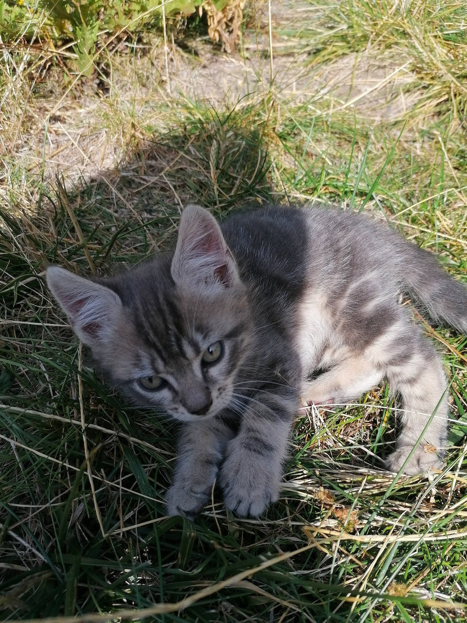 Tigrou a rejoint le concours — aidez-le/la à gagner de superbes lots ! asian, carnivore, cat, domestic_short_haired_cat, european_shorthair, felidae, grass, kitten, mammal, pixie_bob, plant, small_to_medium_sized_cats, tabby_cat, whiskers, wild_cat, wildlife