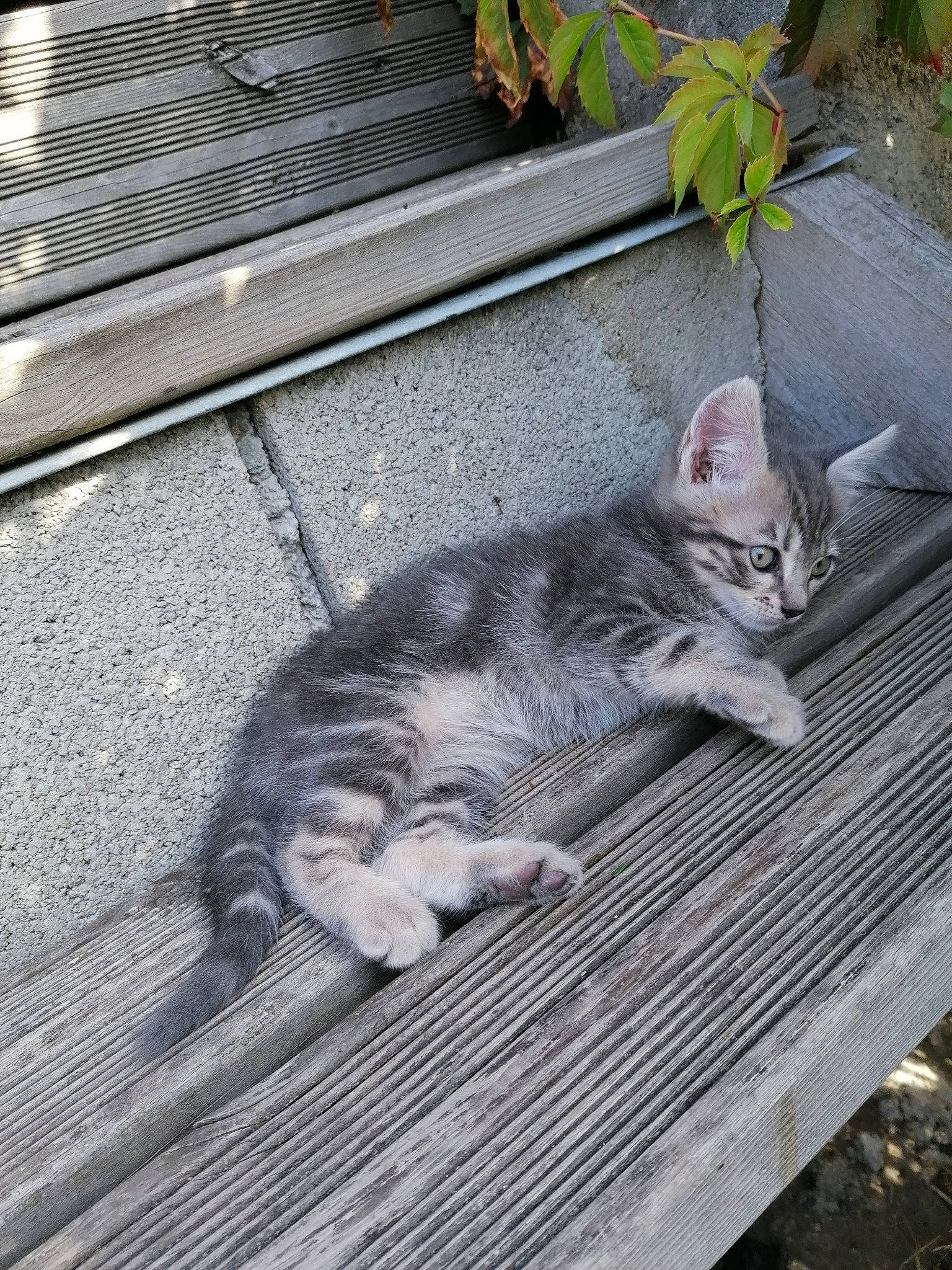 Tigrou a rejoint le concours — aidez-le/la à gagner de superbes lots ! american_shorthair, asian, carnivore, cat, domestic_short_haired_cat, dragon_li, egyptian_mau, european_shorthair, felidae, kitten, small_to_medium_sized_cats, tabby_cat, whiskers