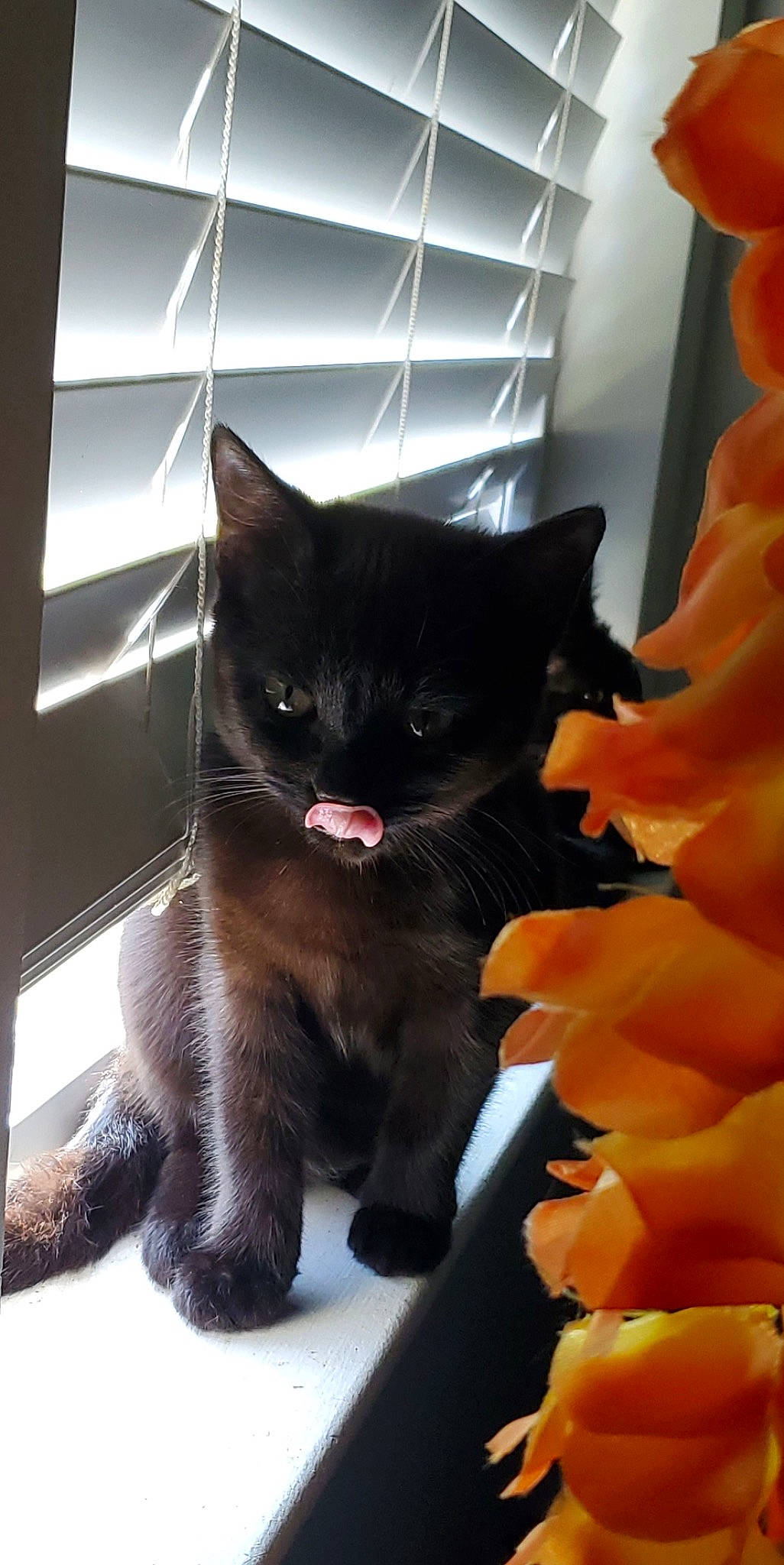 Fatty is registered to the contest to win money with this photo: black_cat, bombay, carnivore, cat, claw, domestic_short_haired_cat, felidae, fur, paw, small_to_medium_sized_cats, snout, tail, terrestrial_animal, whiskers, window