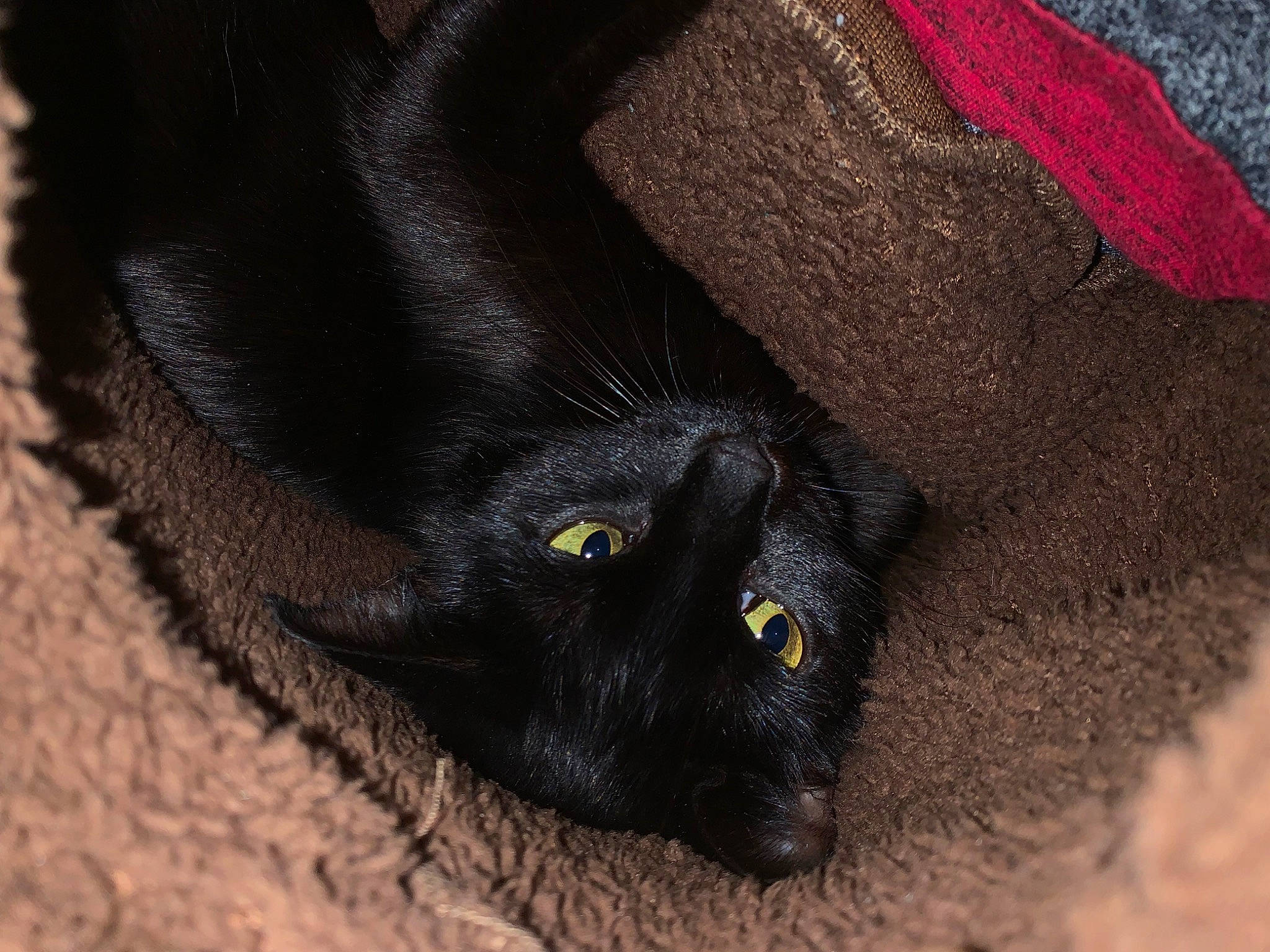 Fatty joined the competition — help win amazing prizes! black_cat, bombay, canidae, carnivore, cat, claw, dog_breed, domestic_short_haired_cat, electric_blue, felidae, foot, fur, human_leg, paw, small_to_medium_sized_cats, snout, soil, tail, terrestrial_animal, whiskers