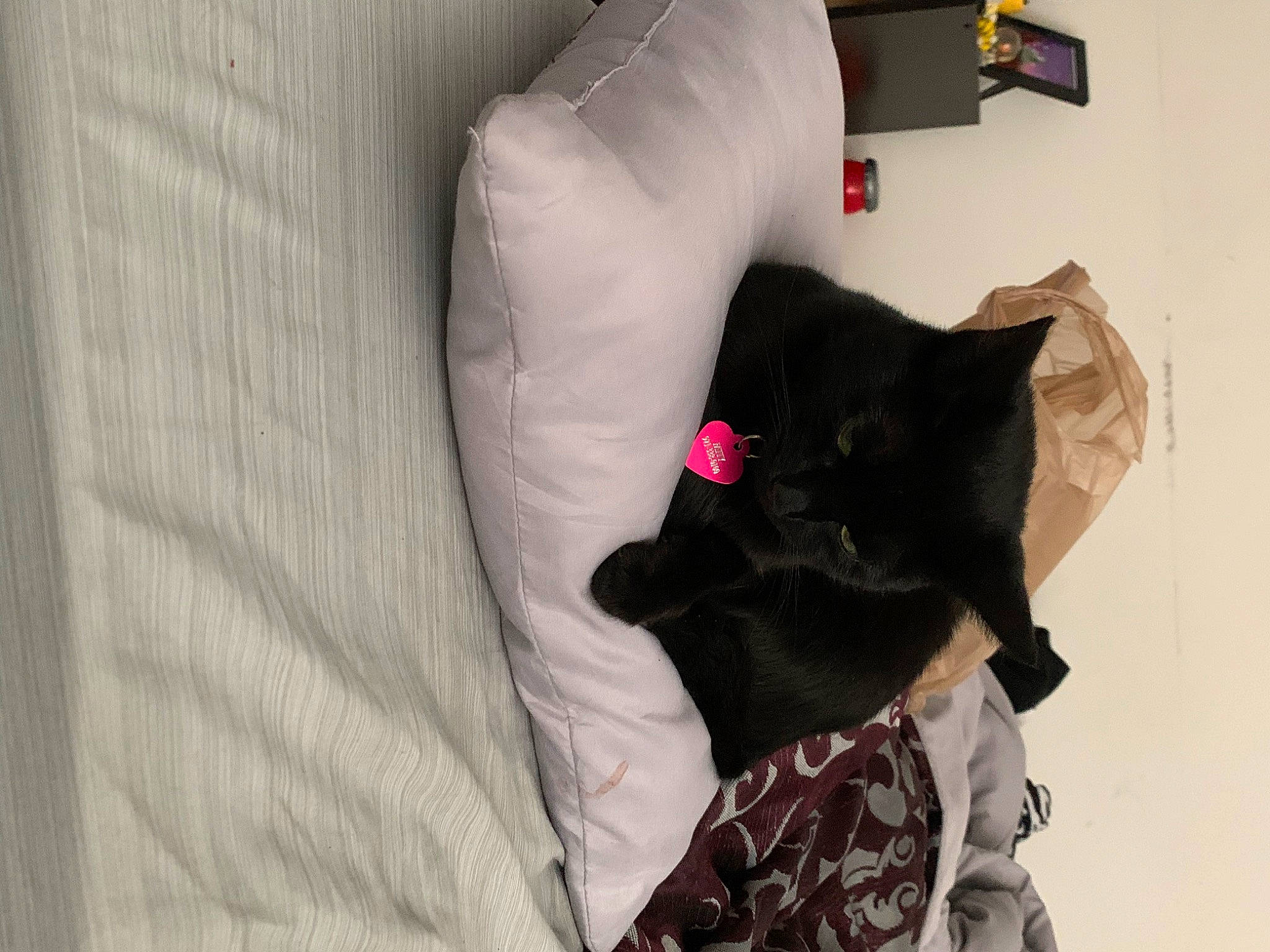 Fatty is registered to the contest to win money with this photo: bed, black_cat, bombay, canidae, carnivore, cat, comfort, companion_dog, dog_breed, felidae, fur, grey, linens, pattern, room, sleeve, small_to_medium_sized_cats, sporting_group, tail, whiskers