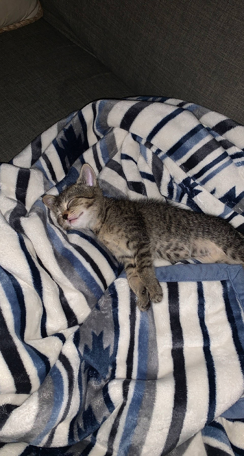 Baby joined the competition — help win amazing prizes! bed, bedding, carnivore, cat, comfort, domestic_short_haired_cat, felidae, fur, grey, leopard, linens, nap, pattern, sleep, small_to_medium_sized_cats, snout, tail, terrestrial_animal, whiskers, wildlife