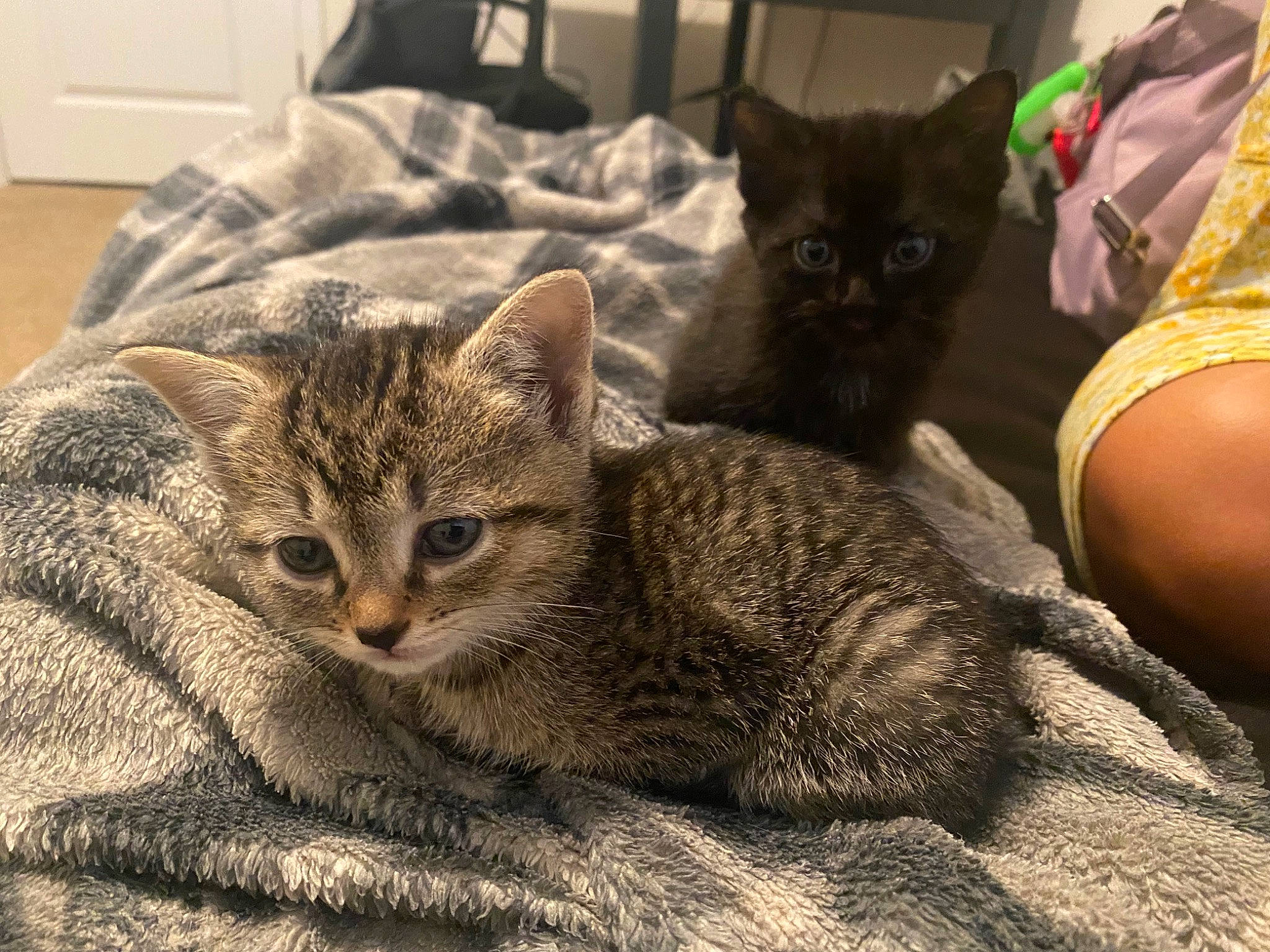 Baby is registered to the contest to win money with this photo: carnivore, cat, cat_supply, claw, comfort, domestic_short_haired_cat, felidae, fur, grey, nap, paw, sitting, small_to_medium_sized_cats, snout, tail, terrestrial_animal, whiskers