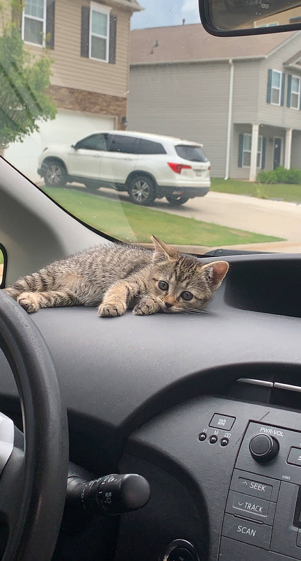 Baby is registered to the contest to win money with this photo: asphalt, automotive_design, automotive_mirror, automotive_tire, car, carnivore, cat, felidae, hood, land_vehicle, mode_of_transport, motor_vehicle, plant, steering_part, steering_wheel, tire, vehicle, vehicle_door, wheel, window