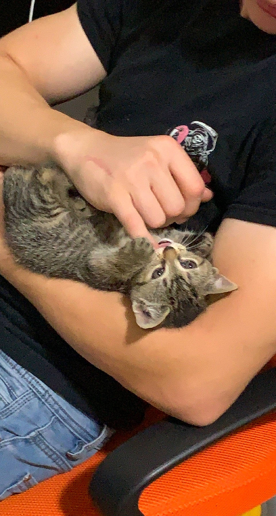 Baby is registered to the contest to win money with this photo: canidae, carnivore, cat, domestic_short_haired_cat, felidae, finger, fur, gesture, hand, human_leg, lap, nail, small_to_medium_sized_cats, terrestrial_animal, whiskers, wildlife_biologist, wrist