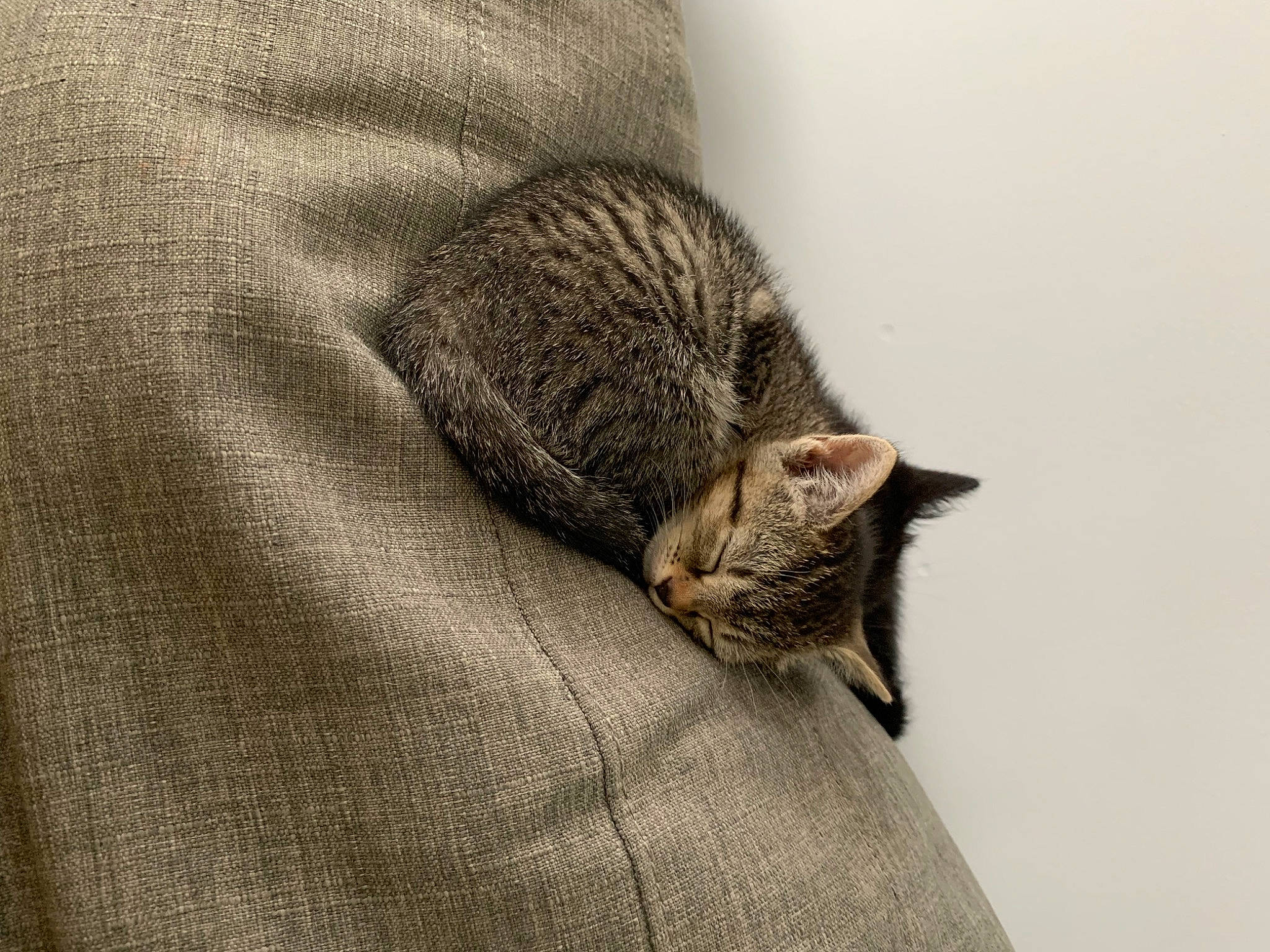 Baby joined the competition — help win amazing prizes! carnivore, cat, comfort, domestic_short_haired_cat, fawn, felidae, fur, grey, linens, paw, small_to_medium_sized_cats, snout, tail, terrestrial_animal, whiskers, wildlife, wood