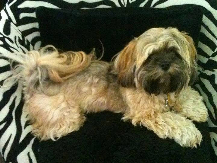 Lula Belle joined the competition — help win amazing prizes! canidae, carnivore, companion_dog, dog, dog_breed, dog_supply, fur, liver, maltepoo, non_sporting_group, puppy_love, shih_tzu, small_terrier, snout, sporting_group, terrier, toy_dog, water_dog, working_animal, yorkipoo