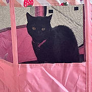 Gigi joined the competition — help win amazing prizes! black_cat, cat, pet, pink, mesh, enclosure, indoor, animal, feline, collar, cute, resting, strawberry_pattern, fabric, netting, curious, sitting, domestic_cat, eyes, quiet