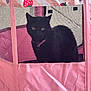 black_cat, cat, pet, pink, mesh, enclosure, indoor, animal, feline, collar, cute, resting, strawberry_pattern, fabric, netting, curious, sitting, domestic_cat, eyes, quiet