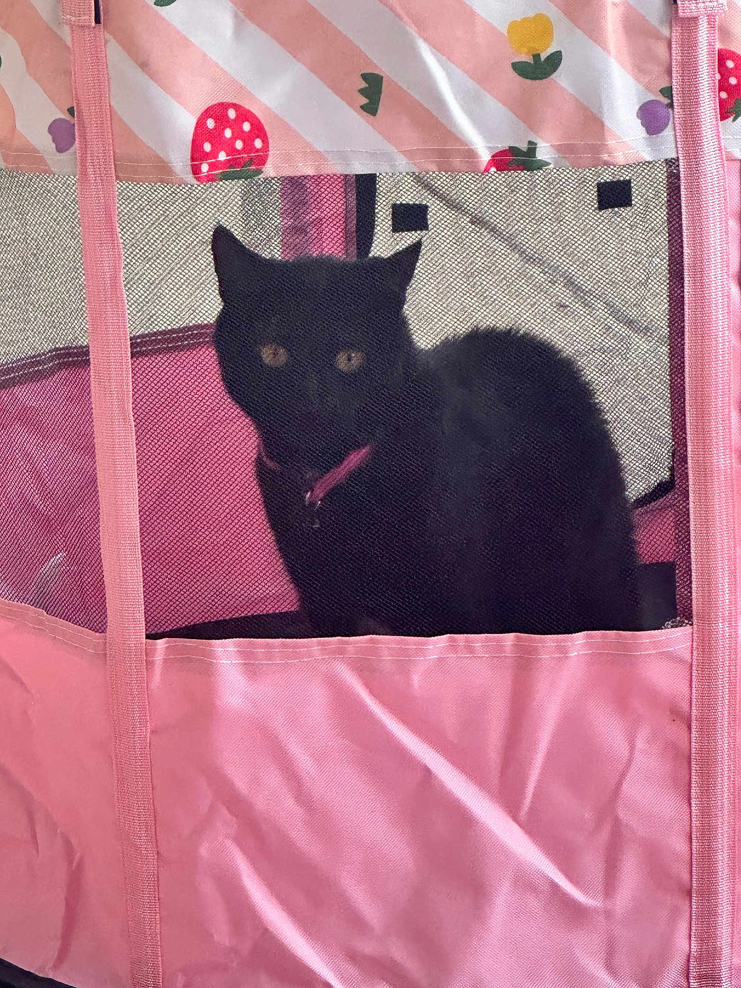 Gigi joined the competition — help win amazing prizes! black_cat, cat, pet, pink, mesh, enclosure, indoor, animal, feline, collar, cute, resting, strawberry_pattern, fabric, netting, curious, sitting, domestic_cat, eyes, quiet