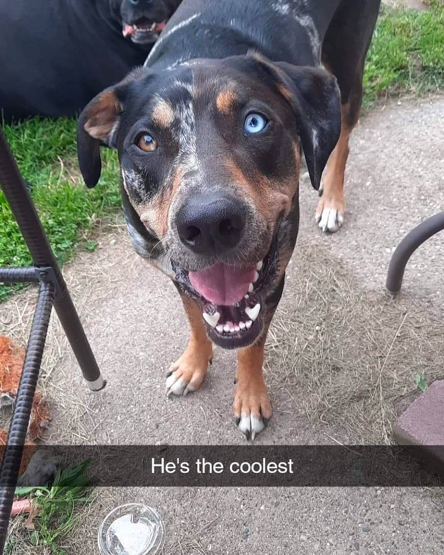 Asher Harden Ryder is registered to the contest to win money with this photo: asphalt, canidae, carnivore, collar, companion_dog, dog, dog_breed, grass, guard_dog, happy, metal, paw, plant, snout, sporting_group, whiskers, working_animal, working_dog