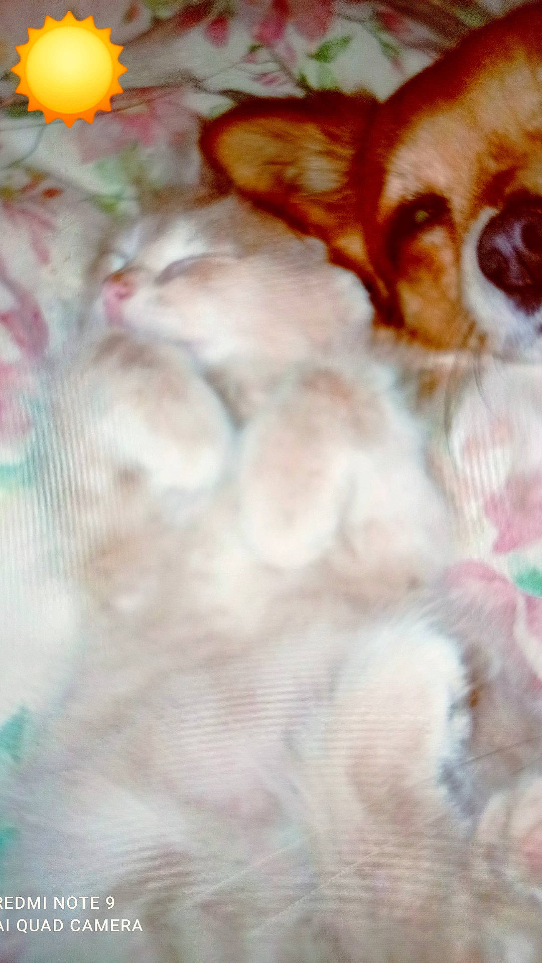 Eden participe au concours pour gagner de l'argent avec cette photo : carnivore, cavalier_king_charles_spaniel, chihuahua, companion_dog, corgi_chihuahua, dog, dog_breed, fawn, fur, liver, paw, peach, petal, pomeranian, snout, tail, terrestrial_animal, toy_dog, whiskers, working_animal