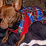 Radar Stoner is registered to the contest to win money with this photo: alert, animal, blanket, brown_dog, canine, clothing, cozy, curious, dog, domestic_animal, ears, fabric, fur, indoor, pattern, pet, plaid, resting, small_dog, wearing_clothes