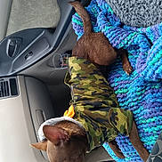 Radar Stoner joined the competition — help win amazing prizes! animal, blanket, brown_dog, camouflage_jacket, car_door, car_interior, center_console, cozy, cup_holder, dog, ears, fur, knitted_blanket, napping, paw, pet, resting, seat, sleeping, small_dog