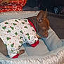 Radar Stoner is registered to the contest to win money with this photo: animal, bag, banana_peel, blanket, brown_dog, christmas_tree_pattern, cozy, dog, fabric, fur, home, indoor, pajamas, paw, pet_bed, quiet, relaxation, resting, sleeping, small_dog