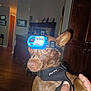 animal, brown_dog, canine, closeup, dog, domestic_animal, ears, expression, furniture, hand, harness, headlamp, household, indoor, living_room, looking_away, person_hand, pet, portrait, wood_floor