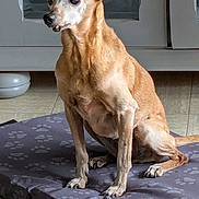 Caramelle a rejoint le concours — aidez-le/la à gagner de superbes lots ! dog, brown_dog, pet, indoor, floor, cushion, paw_print, ears, sitting, animal, canine, alert, looking_away, fur, legs, tail, snout, domestic, old_dog, quiet
