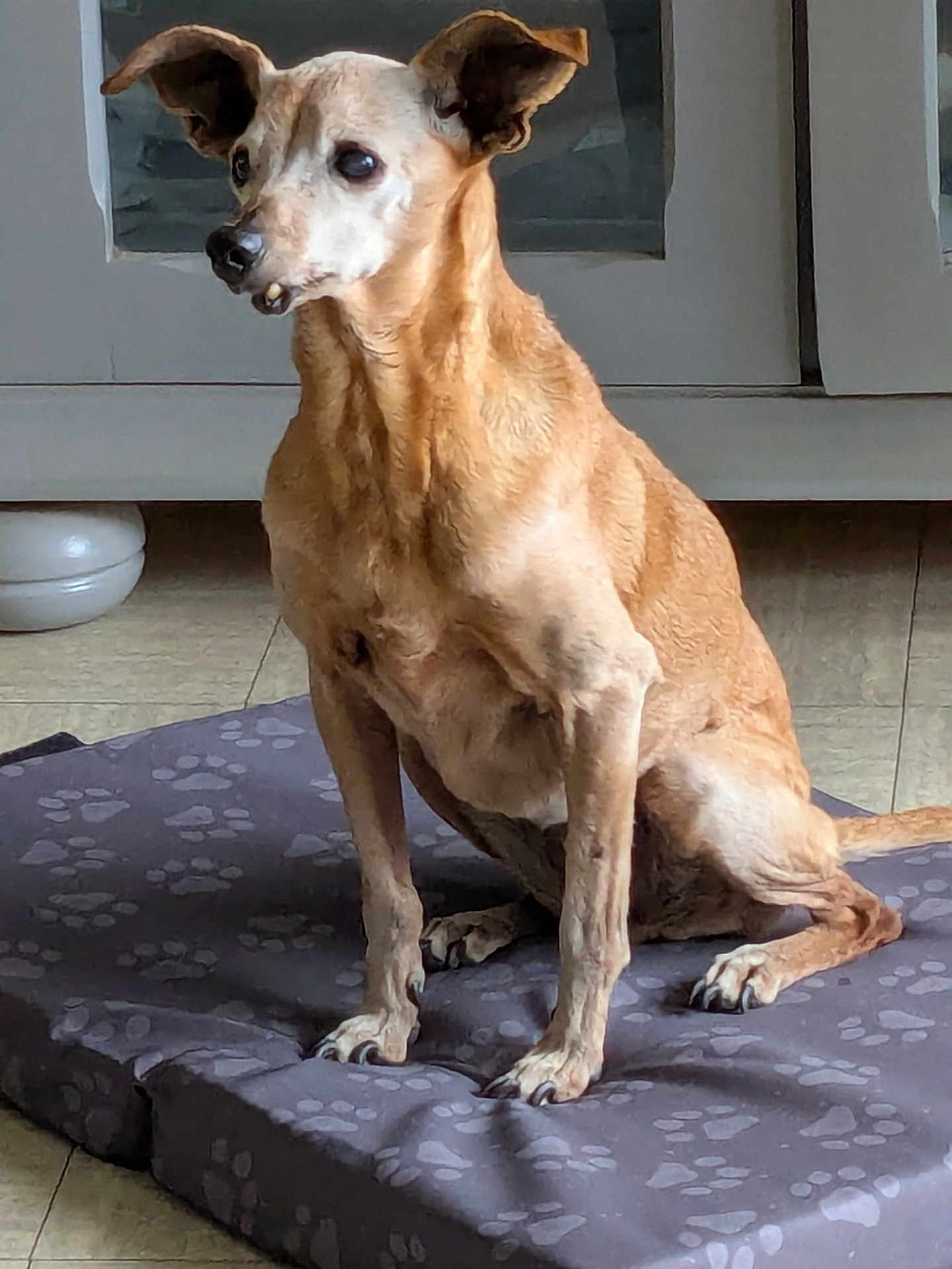 Caramelle a rejoint le concours — aidez-le/la à gagner de superbes lots ! dog, brown_dog, pet, indoor, floor, cushion, paw_print, ears, sitting, animal, canine, alert, looking_away, fur, legs, tail, snout, domestic, old_dog, quiet